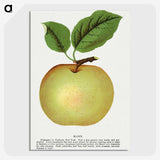 1-81_Botanical-Specimen-Plates_picture-crop