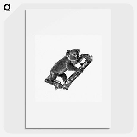 アートポスター-Koala
 - 大英図書館 Poster.