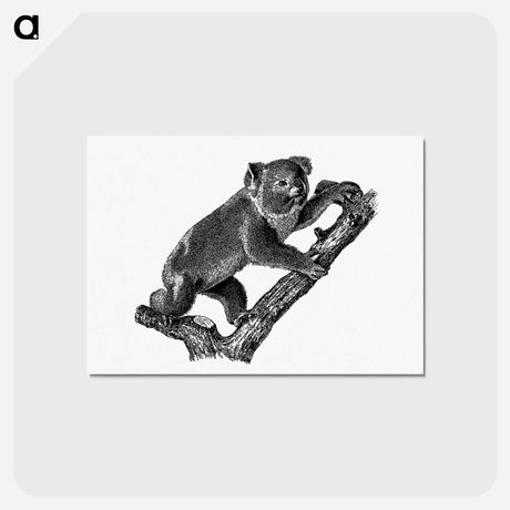 アートポストカード-Koala
 - 大英図書館 Postcard.