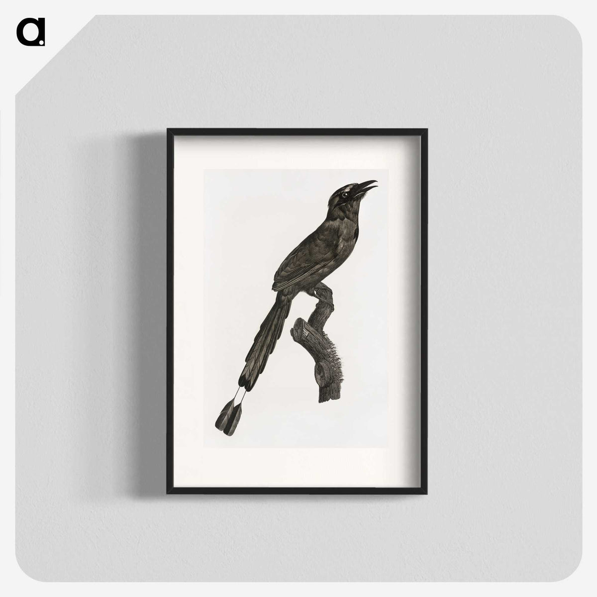 1-81_Des-Oiseaux-de-Paradis_blk