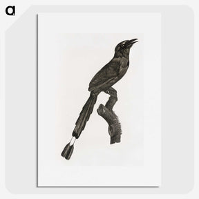1-81_Des-Oiseaux-de-Paradis_picture