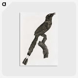 1-81_Des-Oiseaux-de-Paradis_postcard