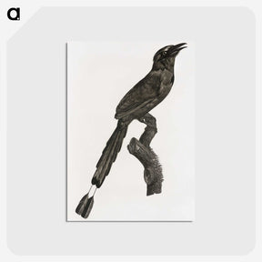 1-81_Des-Oiseaux-de-Paradis_postcard