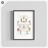 1-81_Ernst-Haeckel_blk