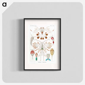 アートポスター-Copepoda–Ruderkrebse - エルンスト ヘッケル Poster.