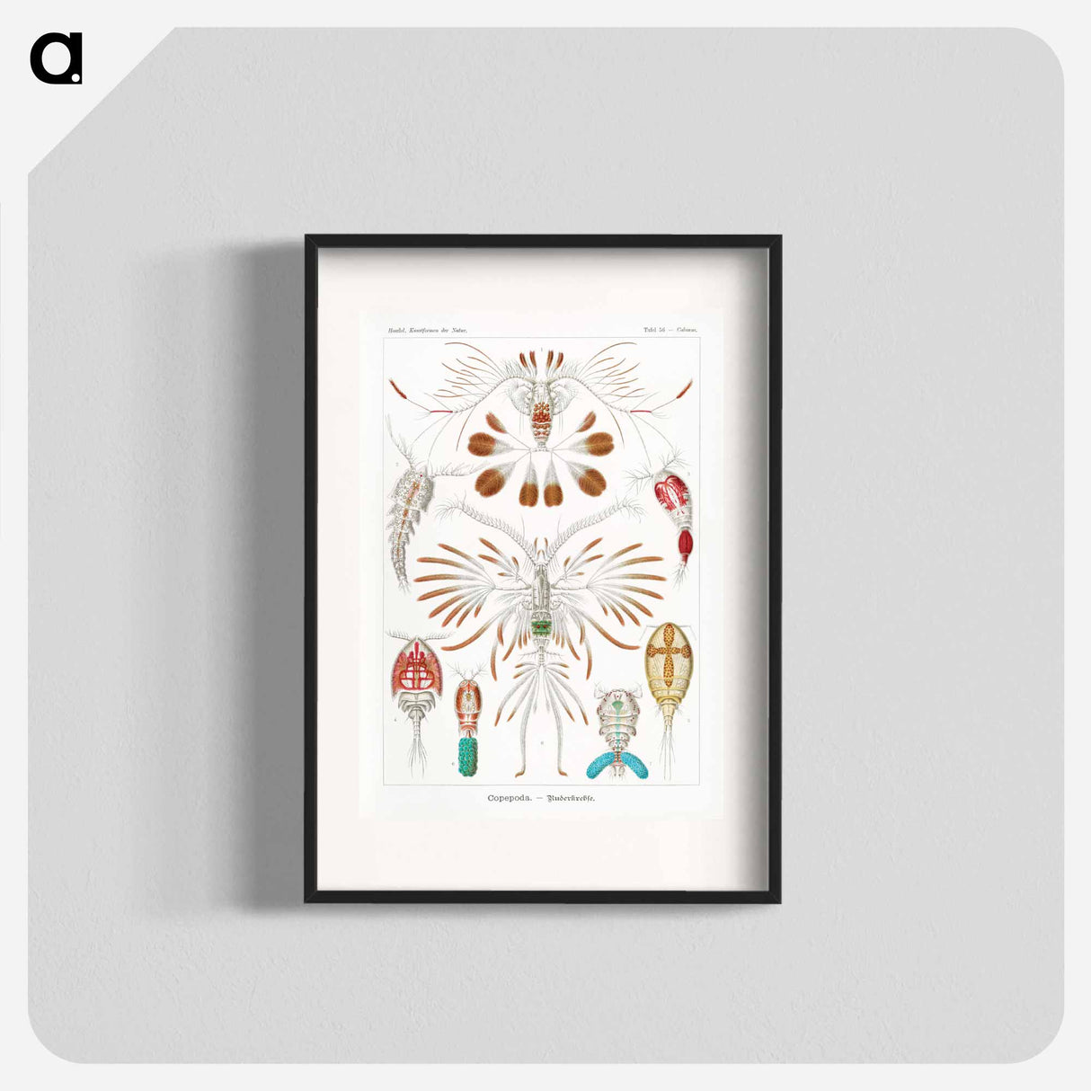 Copepoda–Ruderkrebse - エルンスト ヘッケル Poster.