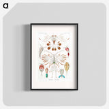 Copepoda–Ruderkrebse - エルンスト ヘッケル Poster.