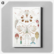 1-81_Ernst-Haeckel_canvas