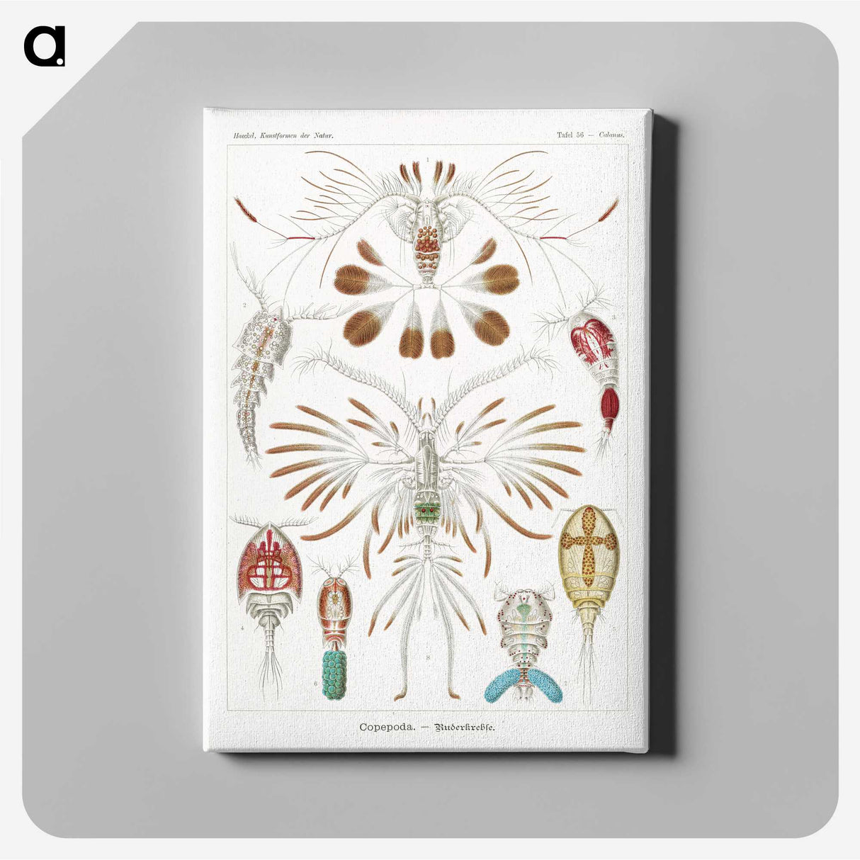 1-81_Ernst-Haeckel_canvas