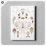 1-81_Ernst-Haeckel_canvas