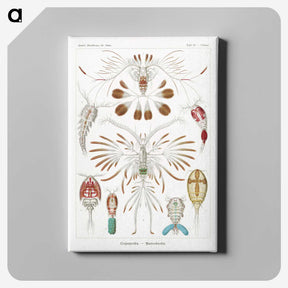 1-81_Ernst-Haeckel_canvas