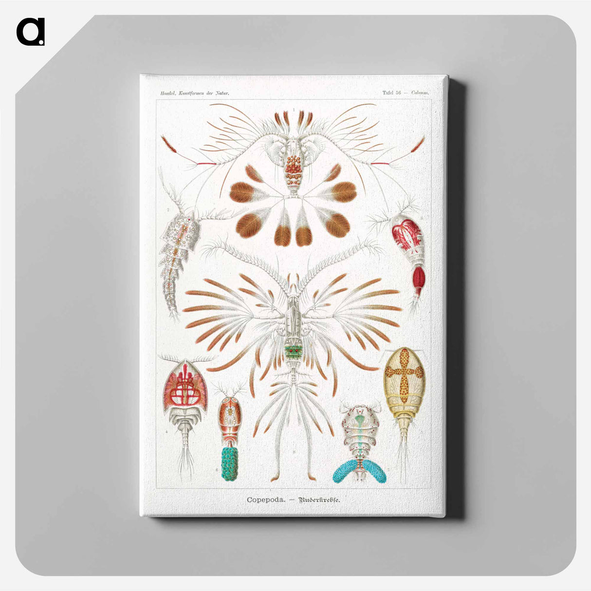 Copepoda–Ruderkrebse - エルンスト ヘッケル Canvas.