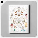 Copepoda–Ruderkrebse - エルンスト ヘッケル Canvas.