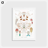 アートポストカード-Copepoda–Ruderkrebse - エルンスト ヘッケル Postcard.