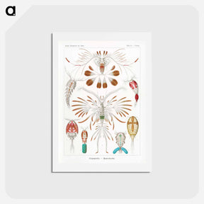 アートポストカード-Copepoda–Ruderkrebse - エルンスト ヘッケル Postcard.