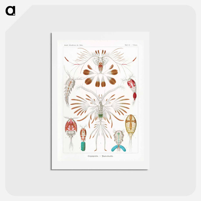 アートポストカード-Copepoda–Ruderkrebse - エルンスト ヘッケル Postcard.