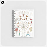 1-81_Ernst-Haeckel_memo