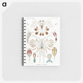 1-81_Ernst-Haeckel_memo