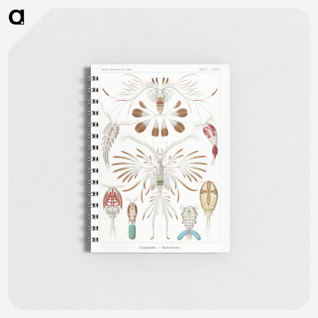 1-81_Ernst-Haeckel_memo