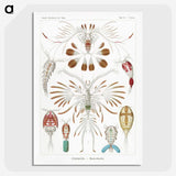 1-81_Ernst-Haeckel_picture-crop