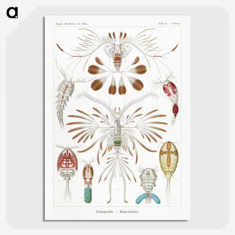 1-81_Ernst-Haeckel_picture-crop