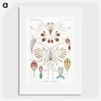 1-81_Ernst-Haeckel_picture