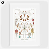 1-81_Ernst-Haeckel_picture