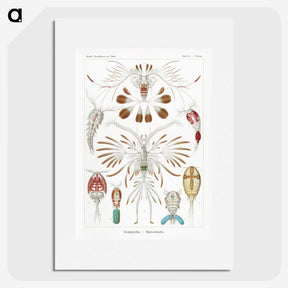 1-81_Ernst-Haeckel_picture