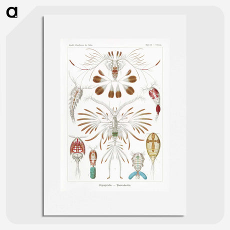 1-81_Ernst-Haeckel_picture