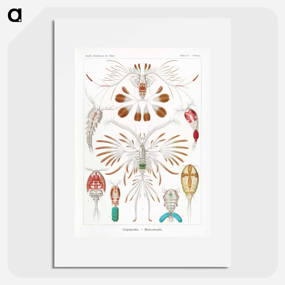 Copepoda–Ruderkrebse - エルンスト ヘッケル Poster.