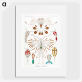 Copepoda–Ruderkrebse - エルンスト ヘッケル Poster.