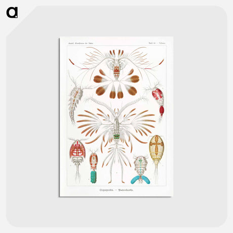 アートポストカード-Copepoda–Ruderkrebse - エルンスト ヘッケル Postcard.