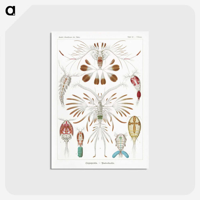 1-81_Ernst-Haeckel_postcard