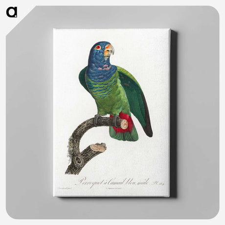 1-81_Francois-Levaillant_canvas