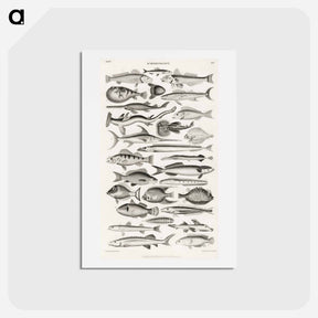 アートポストカード-Ichthyology
 - ゴールドスミスの生き生きとした自然 Postcard.