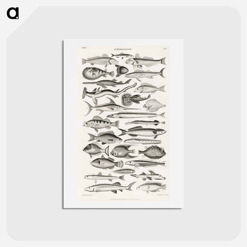 Ichthyology
 - ゴールドスミスの生き生きとした自然 Postcard.