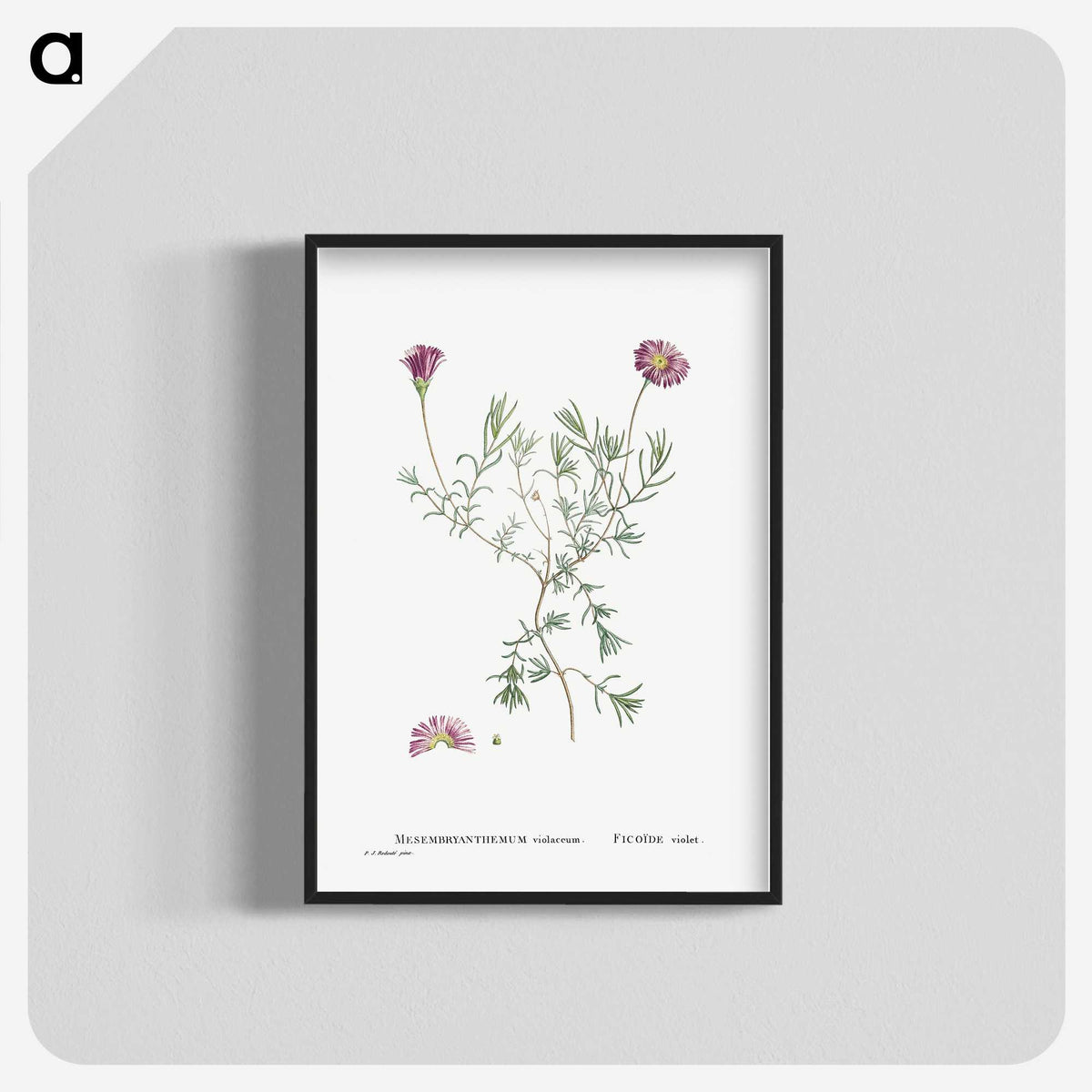 1-81_Histoire-des-Plantes-Grasses_blk-crop