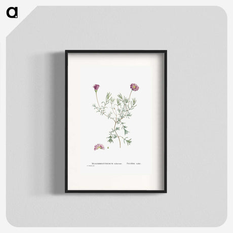 1-81_Histoire-des-Plantes-Grasses_blk