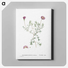 1-81_Histoire-des-Plantes-Grasses_canvas
