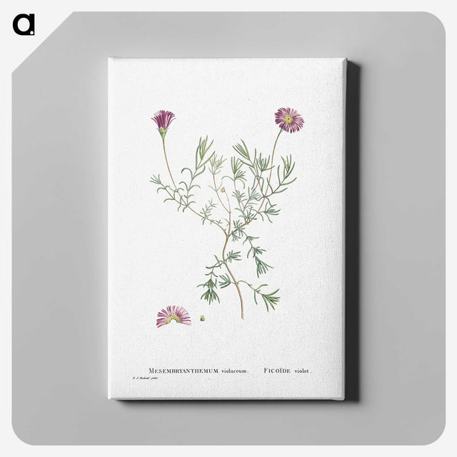 1-81_Histoire-des-Plantes-Grasses_canvas