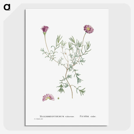 1-81_Histoire-des-Plantes-Grasses_picture-crop