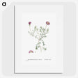 1-81_Histoire-des-Plantes-Grasses_picture
