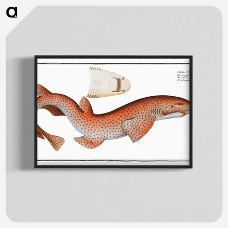 1-81_Ichtyologie-ou-Histoire-naturelle_blk-crop