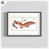 1-81_Ichtyologie-ou-Histoire-naturelle_blk