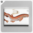 1-81_Ichtyologie-ou-Histoire-naturelle_canvas