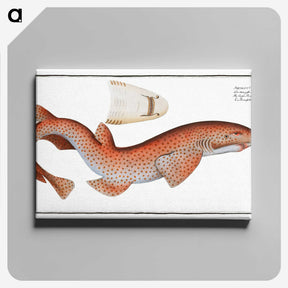 1-81_Ichtyologie-ou-Histoire-naturelle_canvas