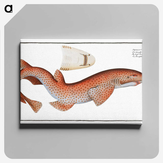 1-81_Ichtyologie-ou-Histoire-naturelle_canvas