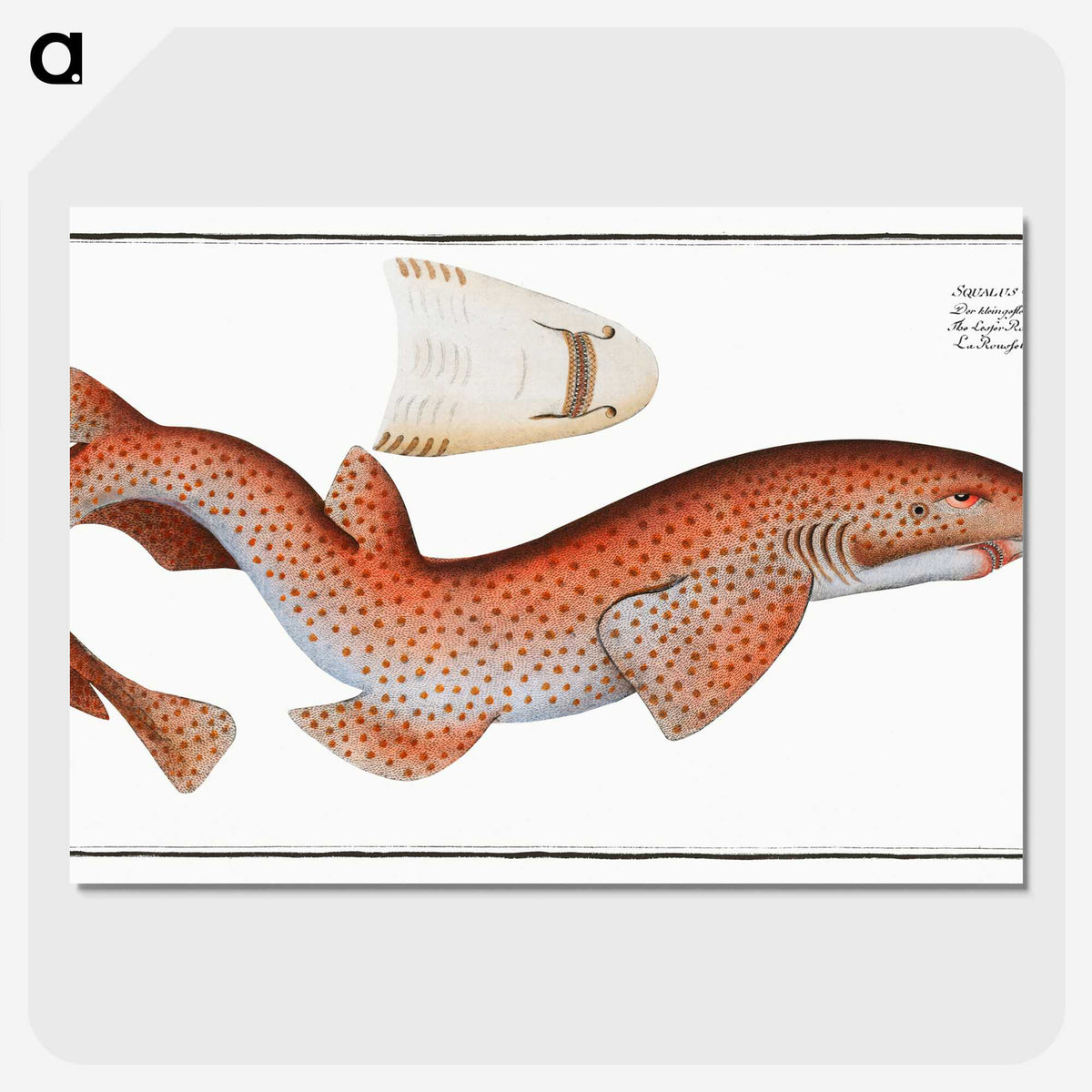 1-81_Ichtyologie-ou-Histoire-naturelle_picture-crop