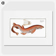 1-81_Ichtyologie-ou-Histoire-naturelle_picture
