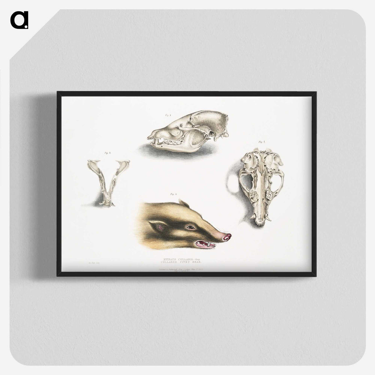 1-81_Indian-Zoology_blk-crop